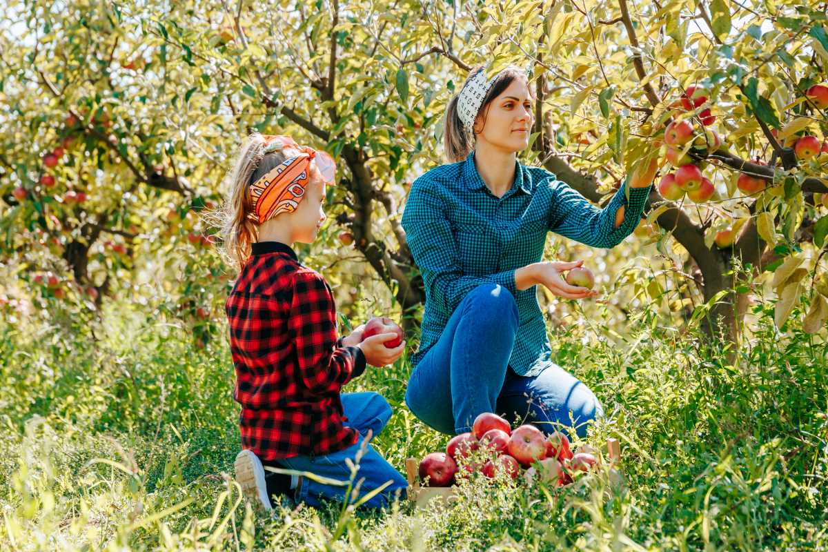 Apfel pflücken in Nordfriesland — was ist erlaubt, was nicht