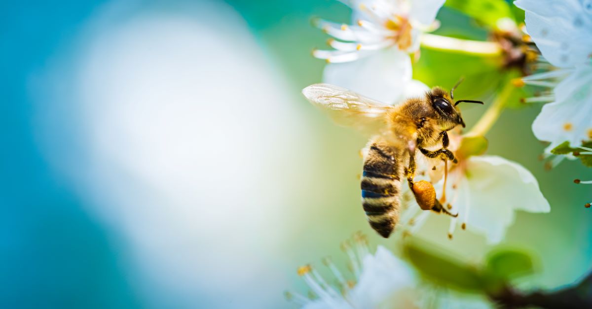 Bienen schützen im Garten – Tipps für Nordfriesland
