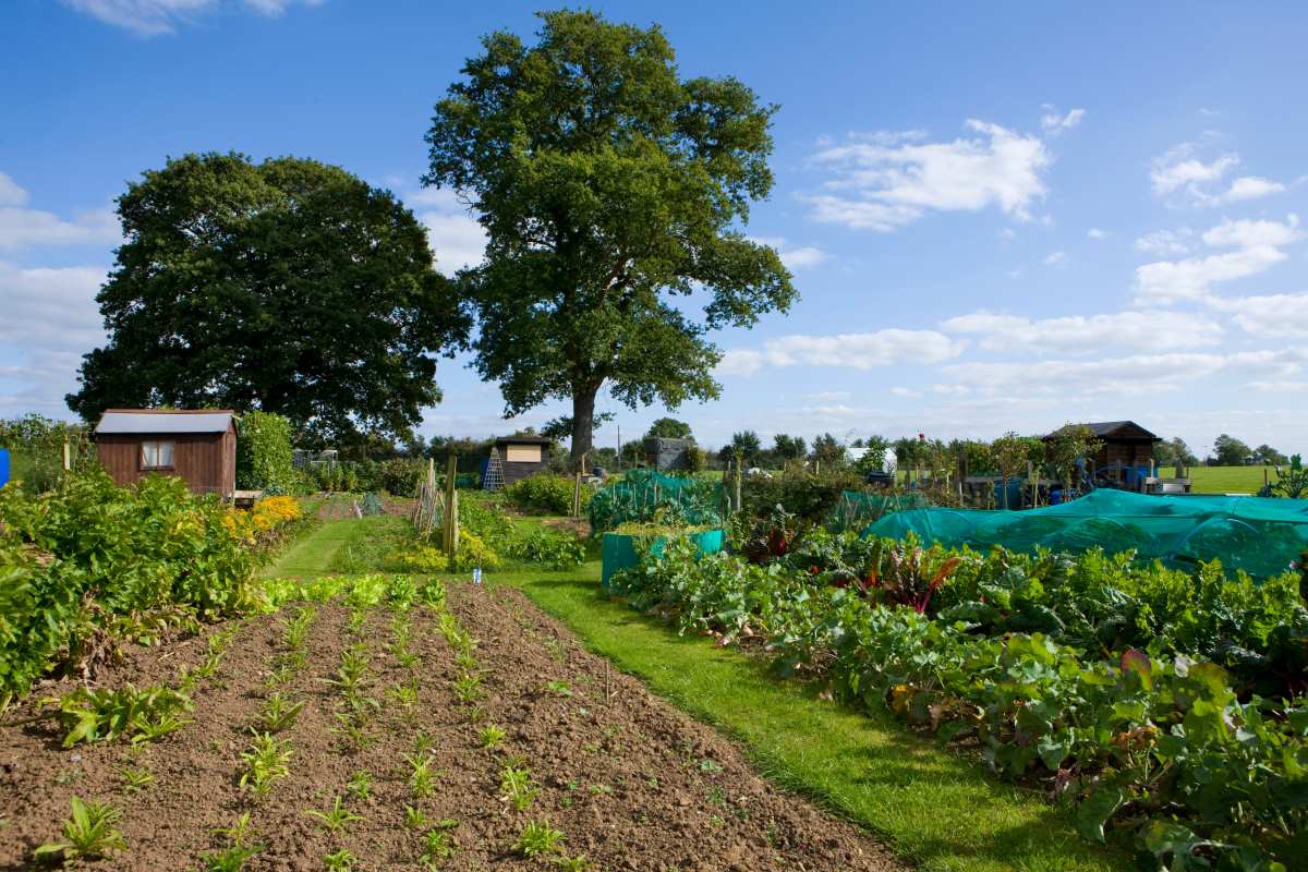 Gartengrundstück in Nordfriesland kaufen oder pachten — Was 