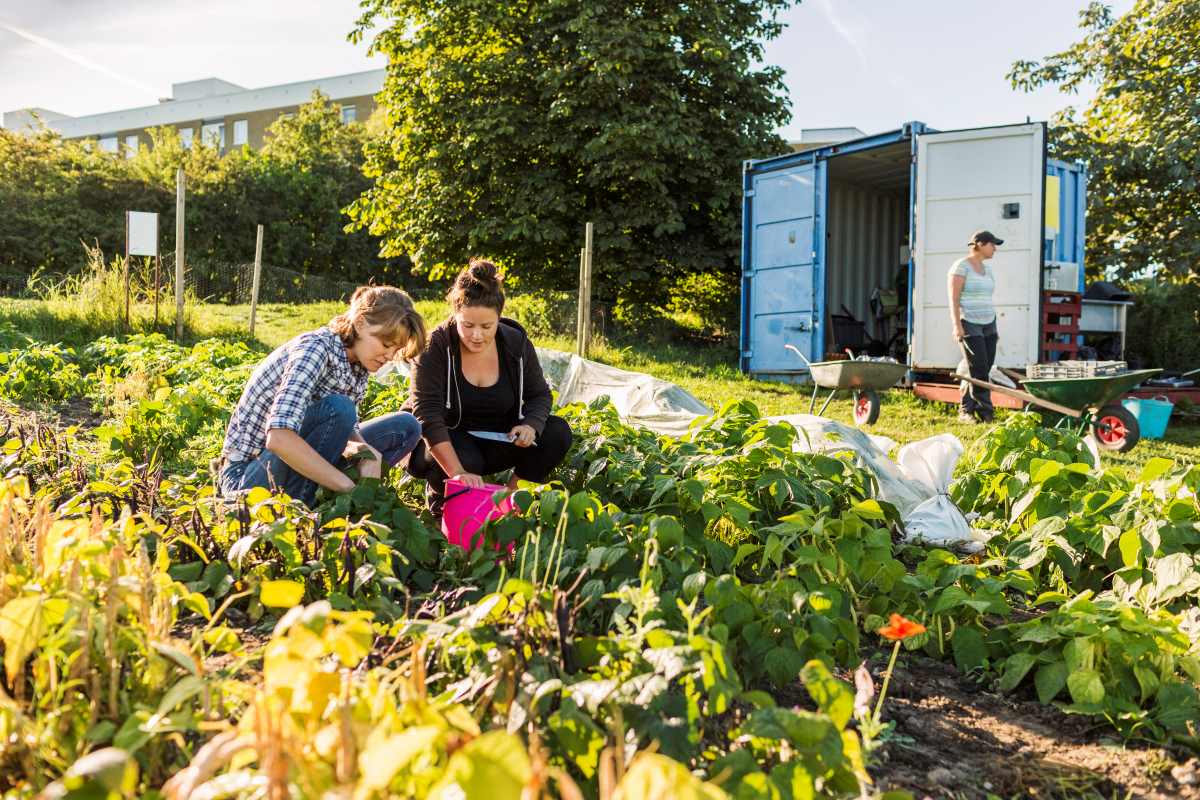 Gemeinschaftsgarten in Nordfriesland anlegen – So funktionie