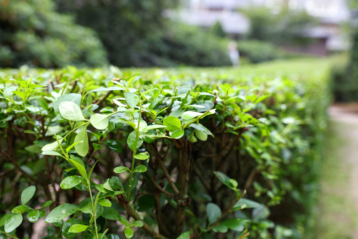 Hecke schneiden: Gesetzliche Schonzeit und beste Zeit