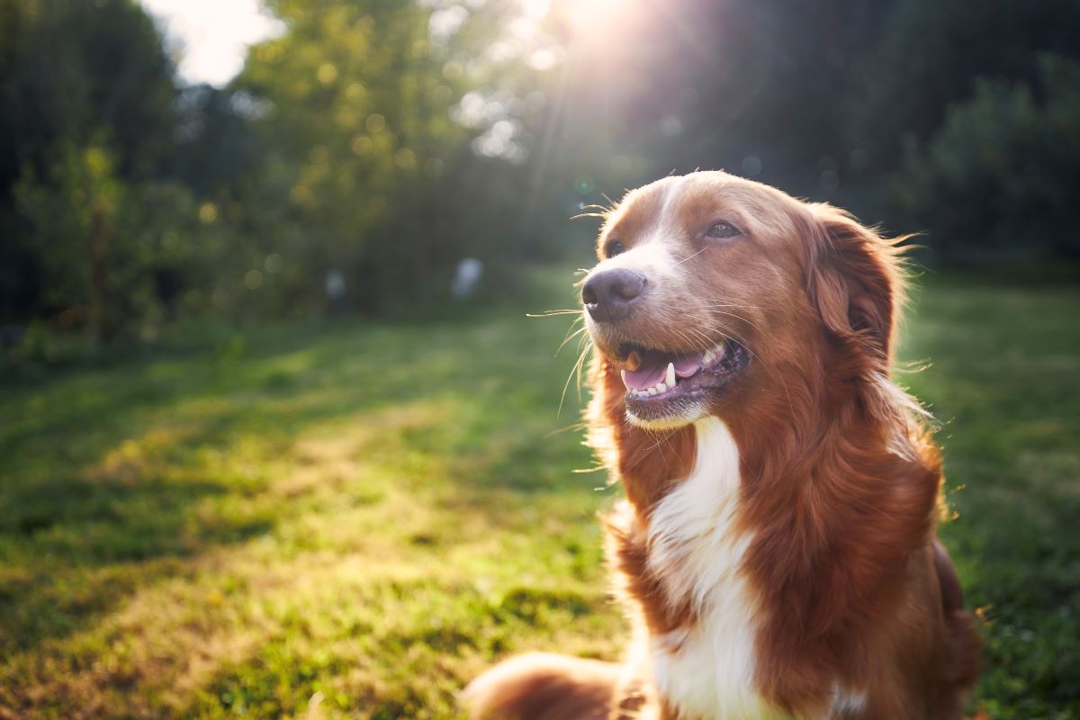 Hund vermisst in Nordfriesland — erste Schritte