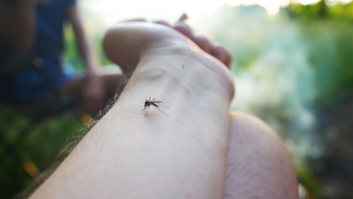 Insektenstiche in Nordfriesland: Erste Hilfe, richtige Maßna