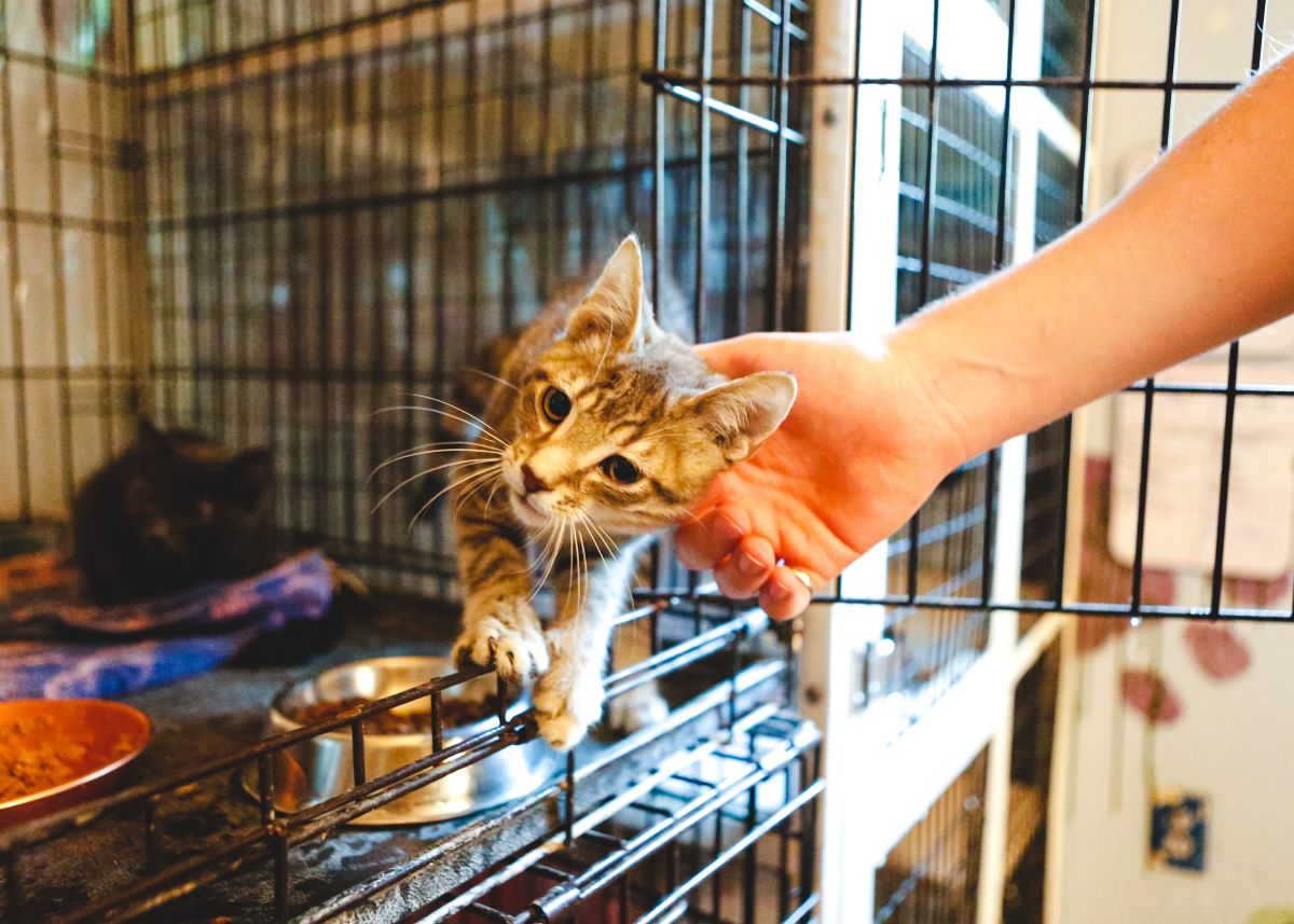 Katze mikrochippen in Nordfriesland – Tipps & Pflicht