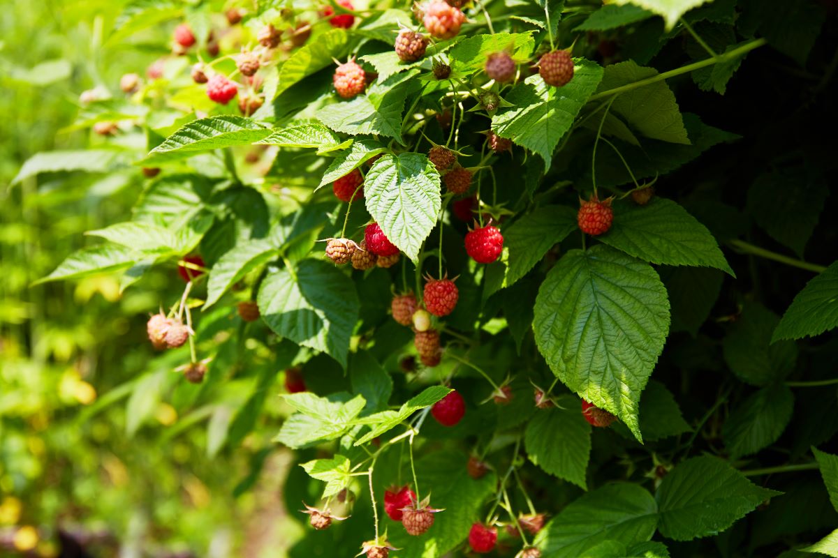 Streuobstwiese mit Hecke einfrieden in Nordfriesland — was i
