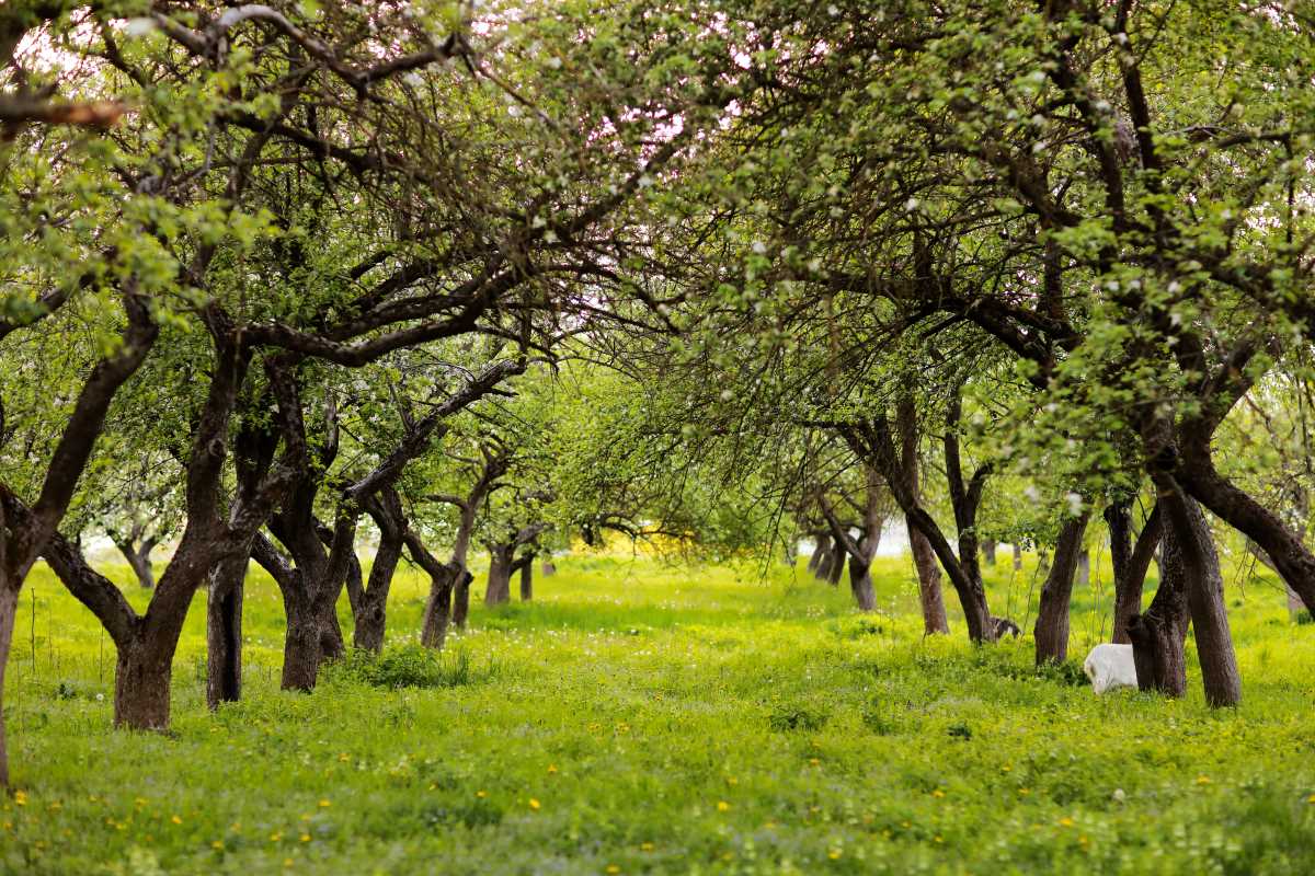 Streuobstwiese kaufen in Nordfriesland — lohnt sich das Inve