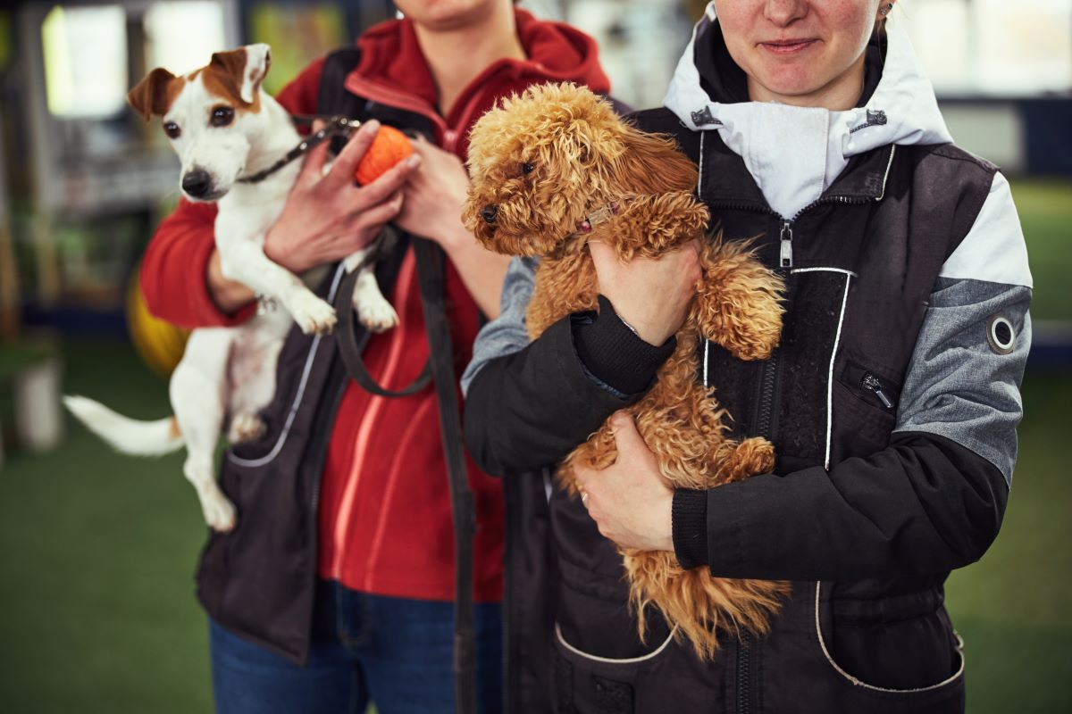 Tier aus dem Tierheim adoptieren in Nordfriesland